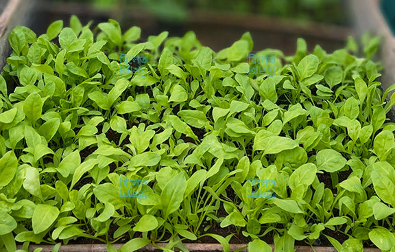 🇧🇩 Bangladeshi Palong Shak (Spinach) Seeds – Authentic Deshi Variety for UK Gardens