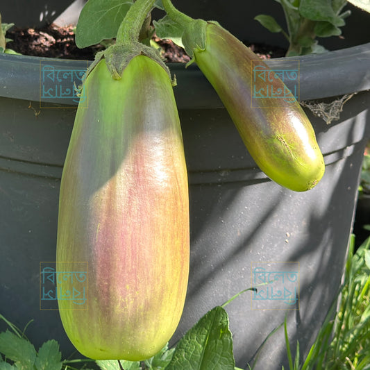 BARI Begun-12 Seeds: Giant Green Bangladeshi Aubergine - Easy to Grow in UK বারি বেগুন-১২
