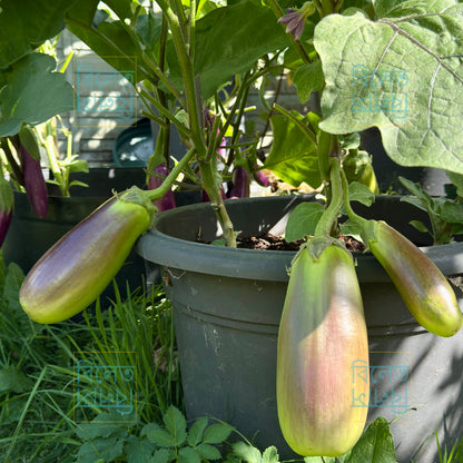 Giant Size Green Eggplants Aubergine BARI Begun-12 KG Begun বারি বেগুন seeds
