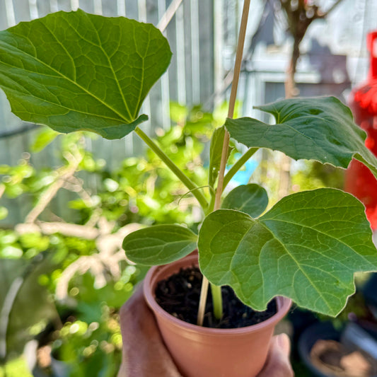 Bindu Lau Seedling plant (বিন্দু লাউ চারা)