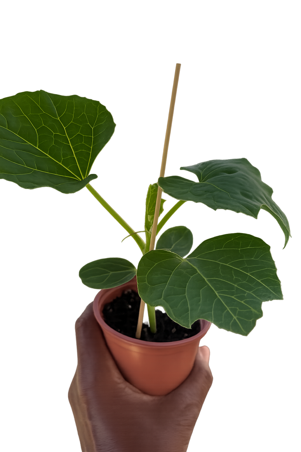 Bindu Lau Seedling plant (বিন্দু লাউ চারা)