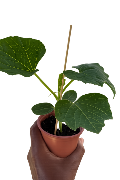 Bindu Lau Seedling plant (বিন্দু লাউ চারা)