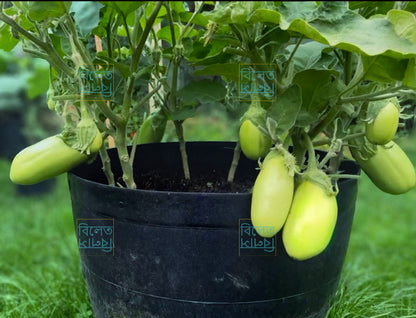 Soft Skin Green Ball Eggplant Seeds | Creamy Delicious Aubergine Variety