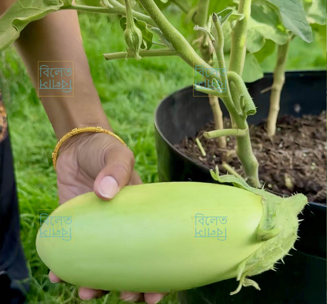 Soft Skin Green Ball Eggplant Seeds | Creamy Delicious Aubergine Variety