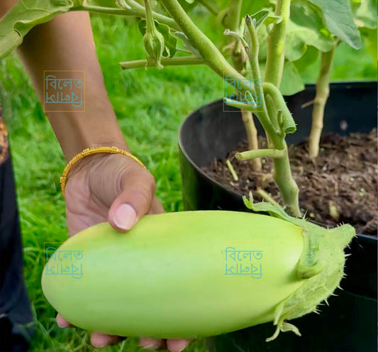 Soft Skin Green Ball Eggplant Seeds | Creamy Delicious Aubergine Variety