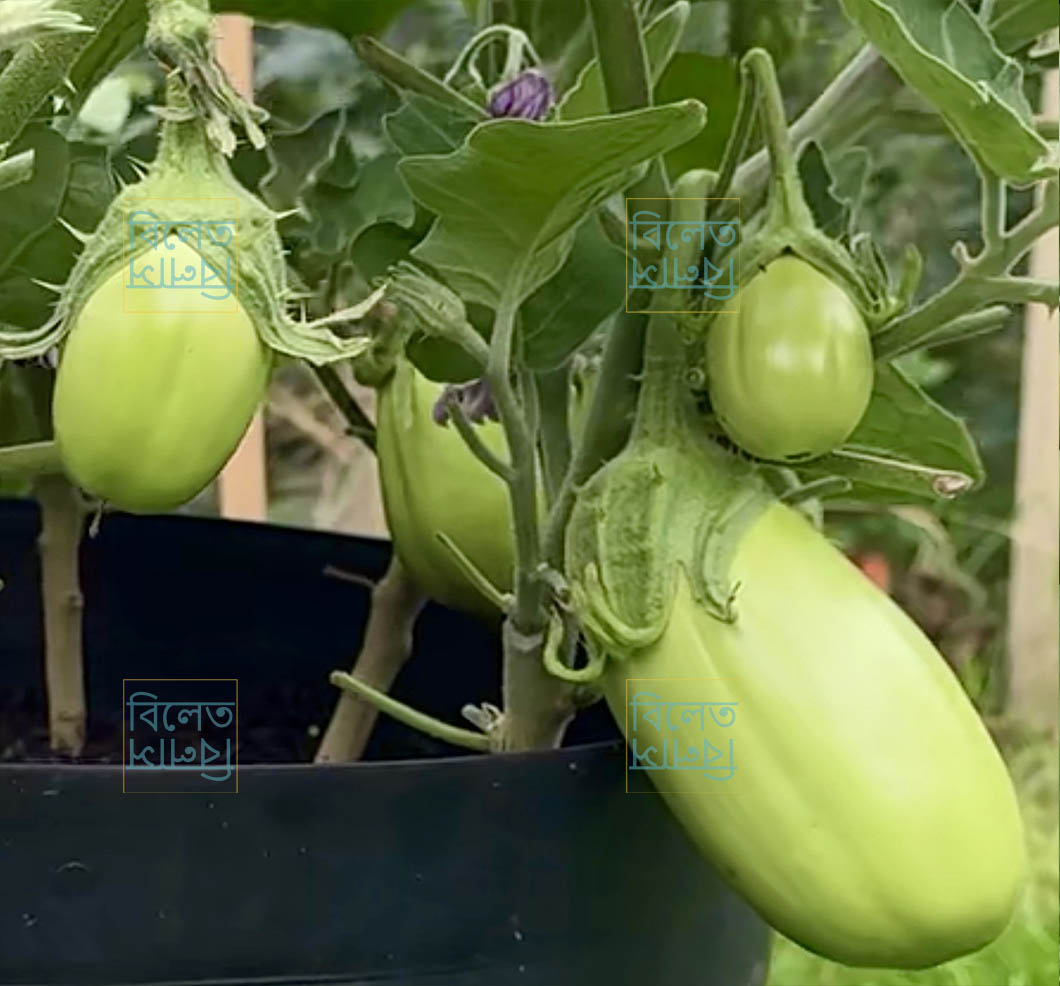 Bangladeshi Round green aubergine with smooth skin and creamy texture 