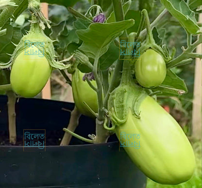 Bangladeshi Round green aubergine with smooth skin and creamy texture 