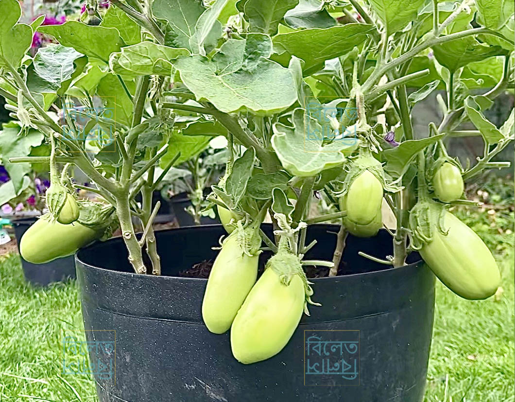 Bangladeshi Round green aubergine with smooth skin and creamy texture