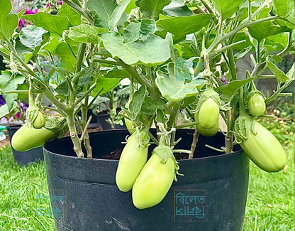 Bangladeshi Round green aubergine with smooth skin and creamy texture