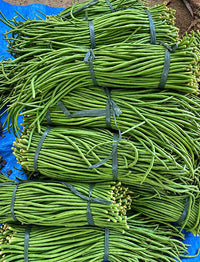 Compact Bush Yard Long Bean Seeds | Long Green Borboti | Early High Yielding খাটো জাতের বরবটি