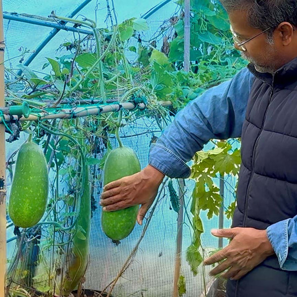🇧🇩 Bangladeshi Chal Kumra চাল কুমড়া জালি কুমড়া (Ash Gourd/ Wax Gourd/ Winter melon) Seeds – Grow the Real Taste of Home in the UK
