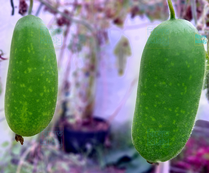 🇧🇩 Bangladeshi Chal Kumra চাল কুমড়া (Ash Gourd/ Wax Gourd/ Winter melon) Seeds – Grow the Real Taste of Home in the UK