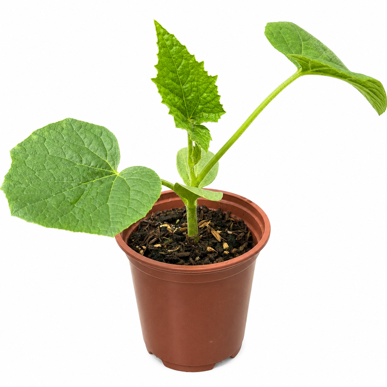 🇧🇩 Bangladeshi Chal Kumra চাল কুমড়া (Ash Gourd/ Wax Gourd/ Winter melon) Seedling – Grow the Real Taste of Home in the UK