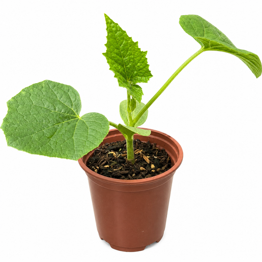 🇧🇩 Bangladeshi Chal Kumra চাল কুমড়া (Ash Gourd/ Wax Gourd/ Winter melon) Seedling – Grow the Real Taste of Home in the UK