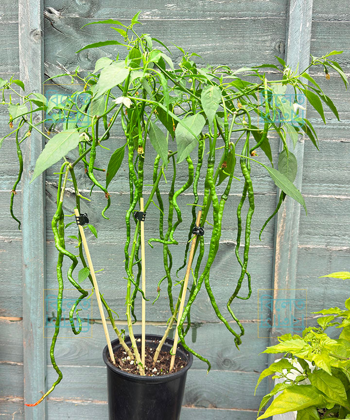 Thunder Mountain Longhorn Chilli Seeds – Extra Long Sweet Chilli | Rare Variety (চাপাই কোপাই মরিচের বীজ)