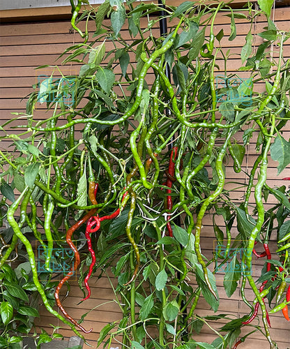 Thunder Mountain Longhorn Chilli Seeds – Extra Long Sweet Chilli | Rare Variety (চাপাই কোপাই মরিচের বীজ)