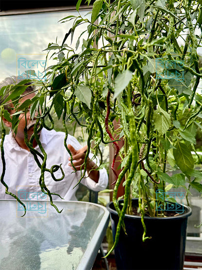 Thunder Mountain Longhorn Chilli Seeds – Extra Long Sweet Chilli | Rare Variety (চাপাই কোপাই মরিচের বীজ)