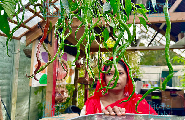 Thunder Mountain Longhorn Chilli Seeds – Extra Long Sweet Chilli | Rare Variety (চাপাই কোপাই মরিচের বীজ)