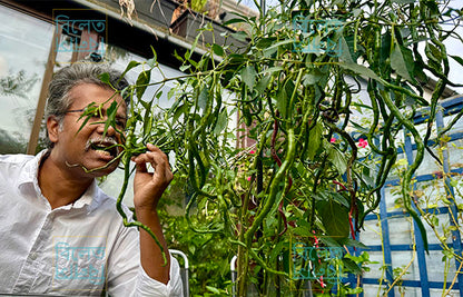 Thunder Mountain Longhorn Chilli Seeds – Extra Long Sweet Chilli | Rare Variety (চাপাই কোপাই মরিচের বীজ)