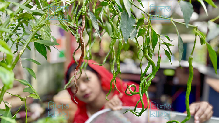Thunder Mountain Longhorn Chilli – extra-long sweet chilli variety with thin, wrinkled fruits; rare mild chilli grown in UK gardens