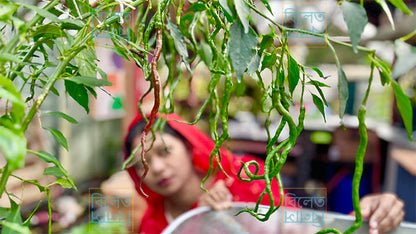 Thunder Mountain Longhorn Chilli – extra-long sweet chilli variety with thin, wrinkled fruits; rare mild chilli grown in UK gardens