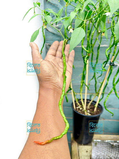 Thunder Mountain Longhorn Chilli Seeds – Extra Long Sweet Chilli | Rare Variety (চাপাই কোপাই মরিচের বীজ)