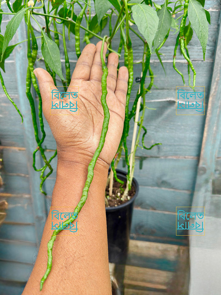 Thunder Mountain Longhorn Chilli – extra-long sweet chilli variety with thin, wrinkled fruits; rare mild chilli grown in UK gardens