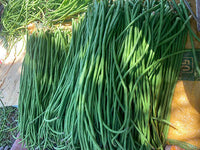 Compact Bush Yard Long Bean Seeds | Long Green Borboti | Early High Yielding খাটো জাতের বরবটি