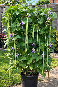 Compact Bush Yard Long Bean Seeds | Long Green Borboti | Early High Yielding খাটো জাতের বরবটি