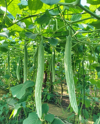 Snake Gourd Chichinga Seedlings High Yield Super Prolific Variety দুধকুশি চিচিঙ্গা চারা