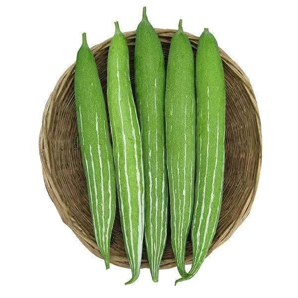Snake Gourd Chichinga Seedlings High Yield Super Prolific Variety দুধকুশি চিচিঙ্গা চারা
