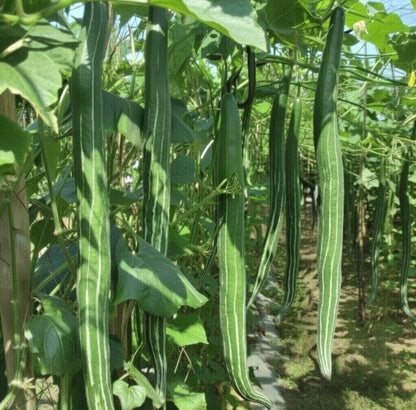 Snake Gourd Chichinga Seedlings High Yield Super Prolific Variety দুধকুশি চিচিঙ্গা চারা