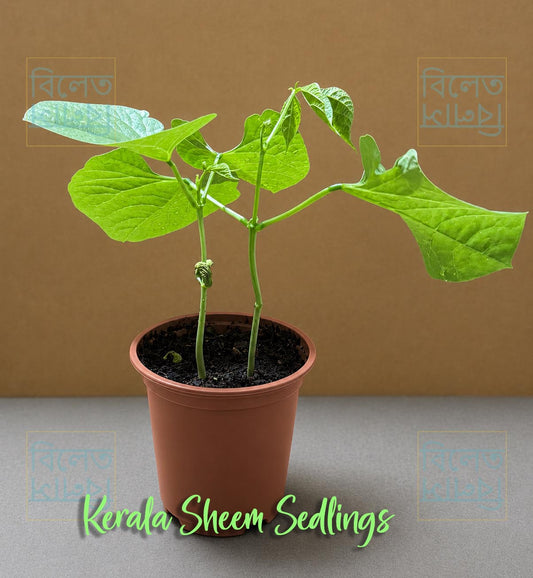 Kerala Sheem / Uri Bean Plant (কেরালা শিম উরি চারা) 1 pair Seedlings in a pot