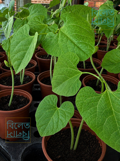 Kerala Sheem / Uri Bean Plant (কেরালা শিম উরি চারা) 1 pair Seedlings in a pot