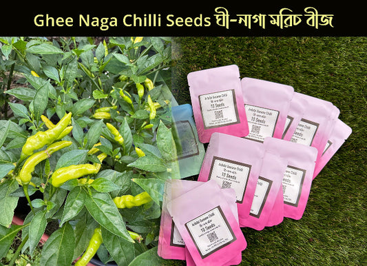 Ghee Naga Chilli Pepper Seeds Aribibi Gusano Caterpillar Chilli Bolivian Bangladeshi variety