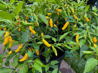 Yellow Submarine Chilli Seeds 🌶️ Rare & Exotic Ghee Flavoured Aromatic Chilli.