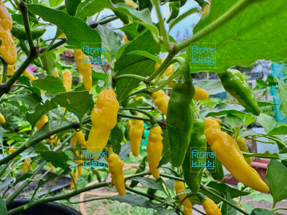 Yellow Submarine Chilli Seeds 🌶️