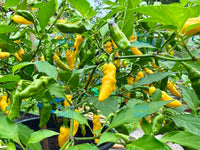 Yellow Submarine Chilli Seeds 🌶️ Rare & Exotic Ghee Flavoured Aromatic Chilli.