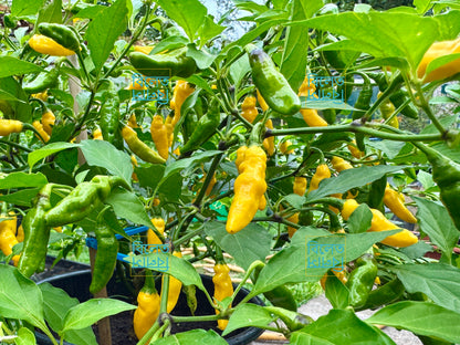 Yellow Submarine Chilli Seeds 🌶️