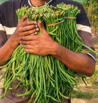 Compact Bush Yard Long Bean Seeds | Long Green Borboti | Early High Yielding খাটো জাতের বরবটি