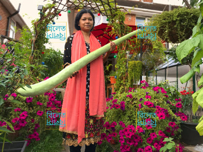 Long Italian Snake Gourd Seeds (Cucuzza) – Vigorous Climber, Edible Fruits Up to 2m long