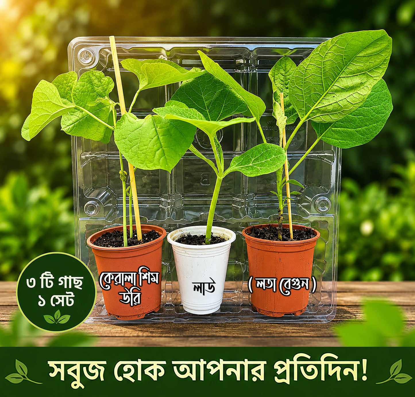 UK Deshi Garden Starter Pack – Kerala Sheem, Sweet Pumpkin/ Lau & Lota Begun Plants