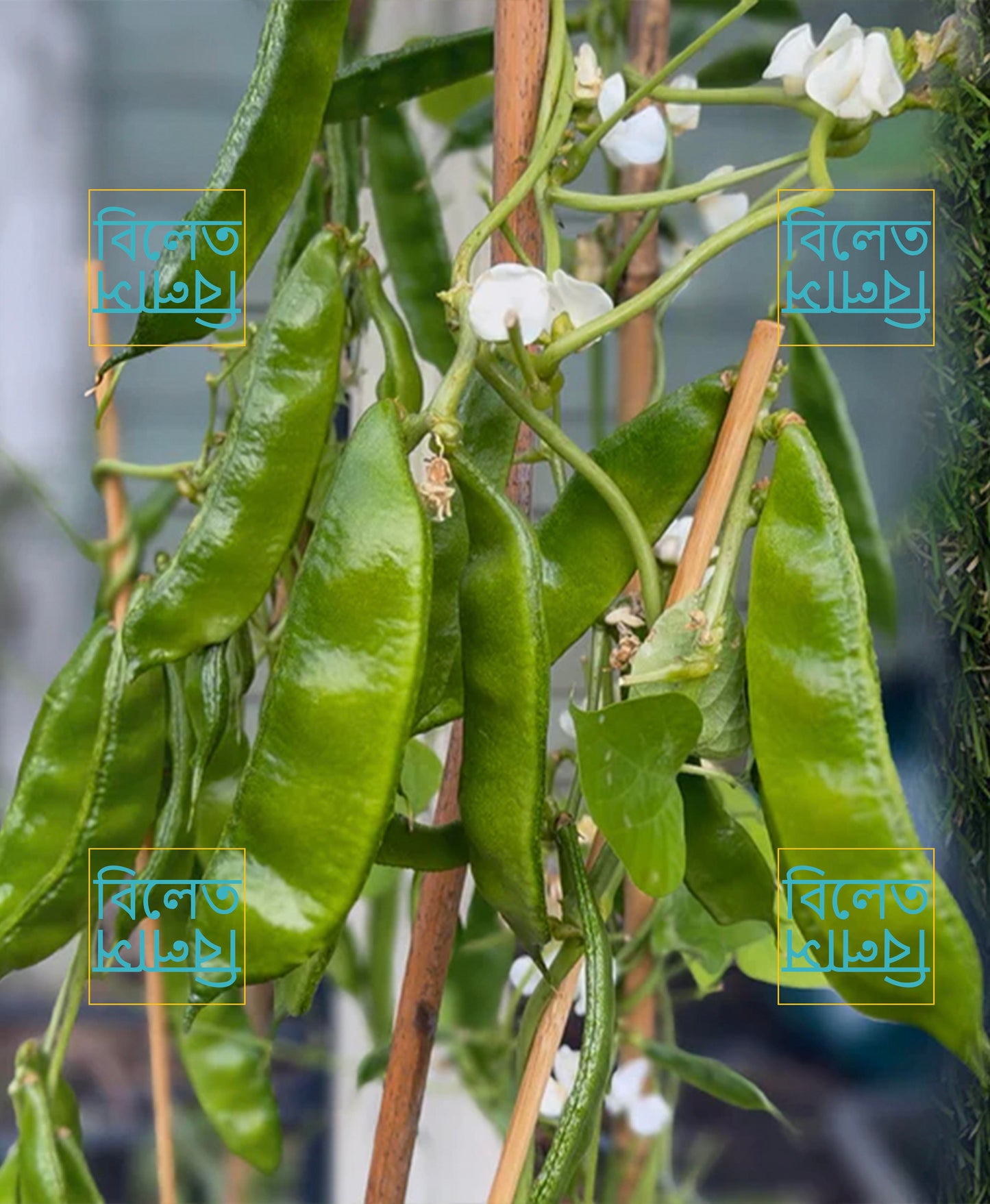 Kerala Sheem / Uri Bean Plant (কেরালা শিম উরি চারা) 1 pair Seedlings in a pot