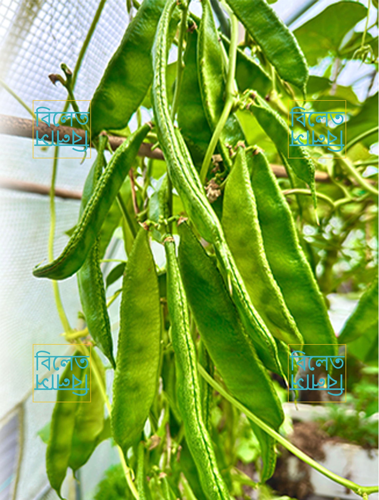 Kerala Sheem / Uri Bean Plant (কেরালা শিম উরি চারা) 1 pair Seedlings in a pot