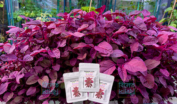 সেরা জাতের লাল শাক রক্ত জবা Rokto Joba Red Amaranth Seeds | High-Yield & Fast-Growing Lal Shak Variety