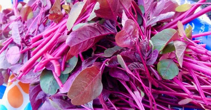 সেরা জাতের লাল শাক রক্ত জবা Rokto Joba Red Amaranth Seeds | High-Yield & Fast-Growing Lal Shak Variety