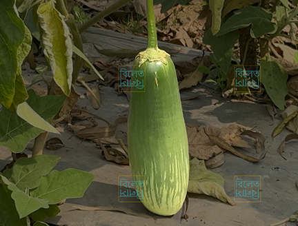 Giant Foot-long Eggplant Seeds | Monster Indian Brinjal Variety | Aubergine Fruits Over 2kg