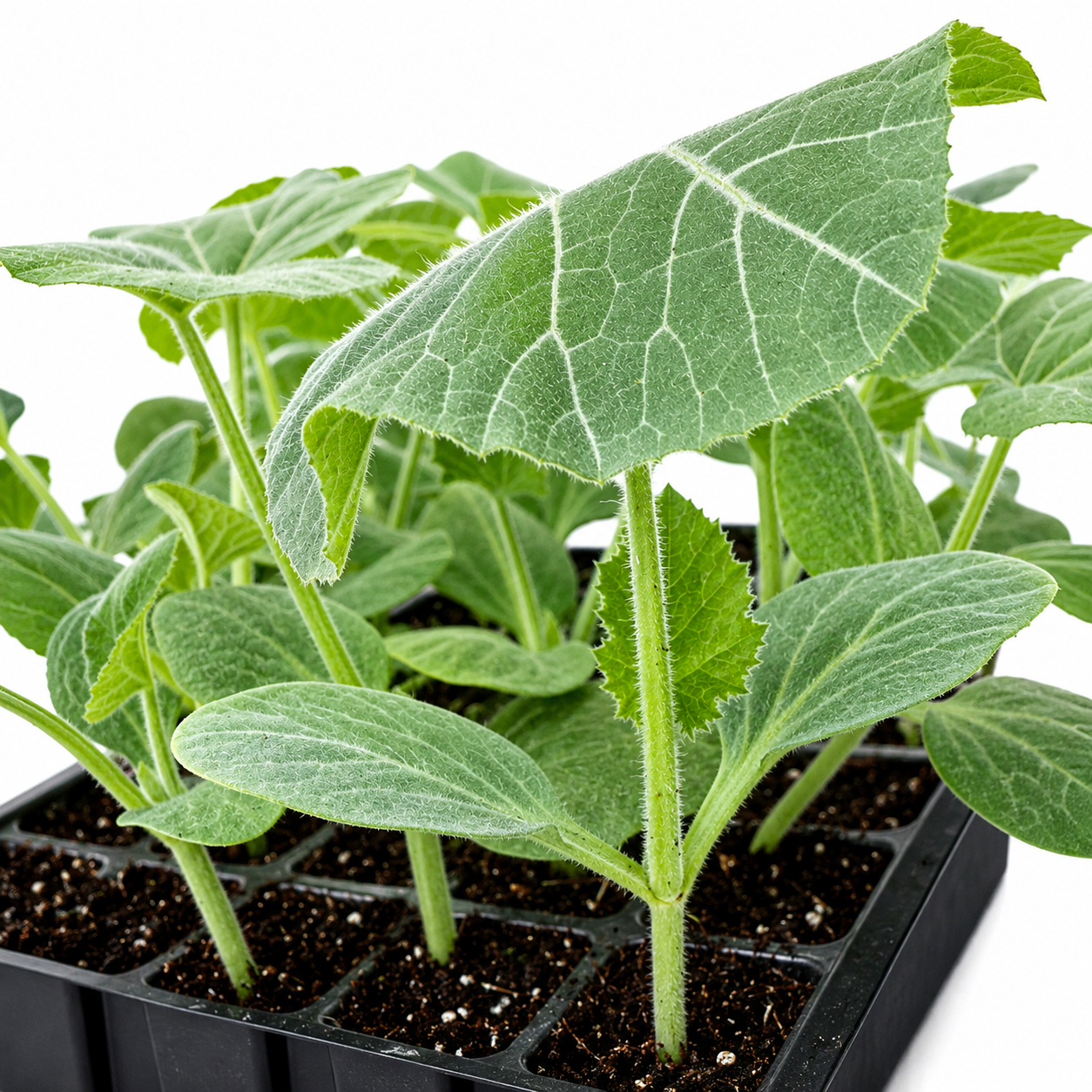 🇧🇩 Bangladeshi Dark Green Sweet Pumpkin Seedling (কালো মিষ্টি কুমড়া চারা)