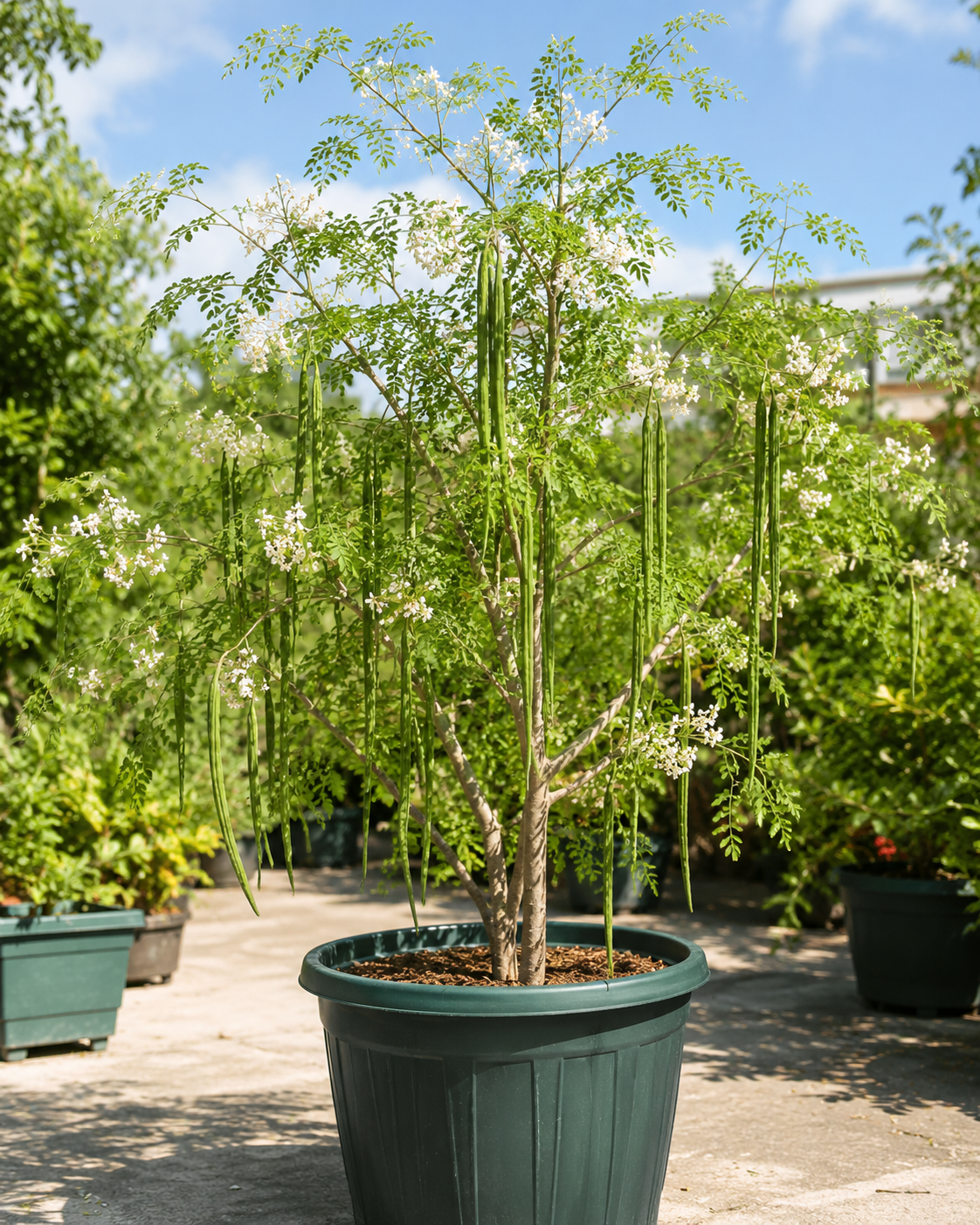 ODC-3 Moringa Oleifera Seeds | Fast Growing Miracle Tree | Drumstick Tree Seeds UK সজিনা বীজ