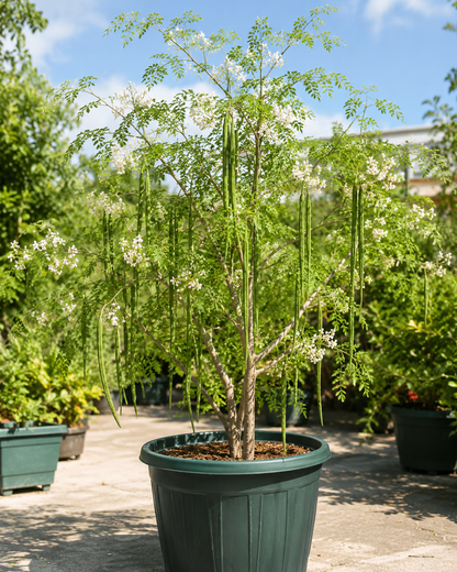 ODC-3 Moringa Oleifera Seeds | Fast Growing Miracle Tree | Drumstick Tree Seeds UK সজিনা বীজ